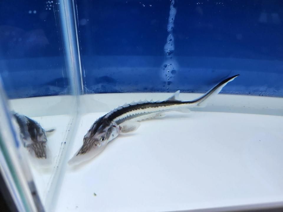  ۥ祦 9cm2025.08.25ߡ