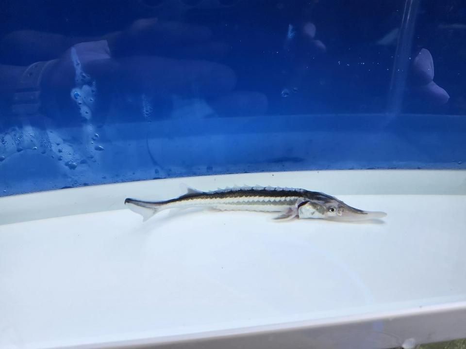  ۥ祦 9cm2025.08.25ߡ