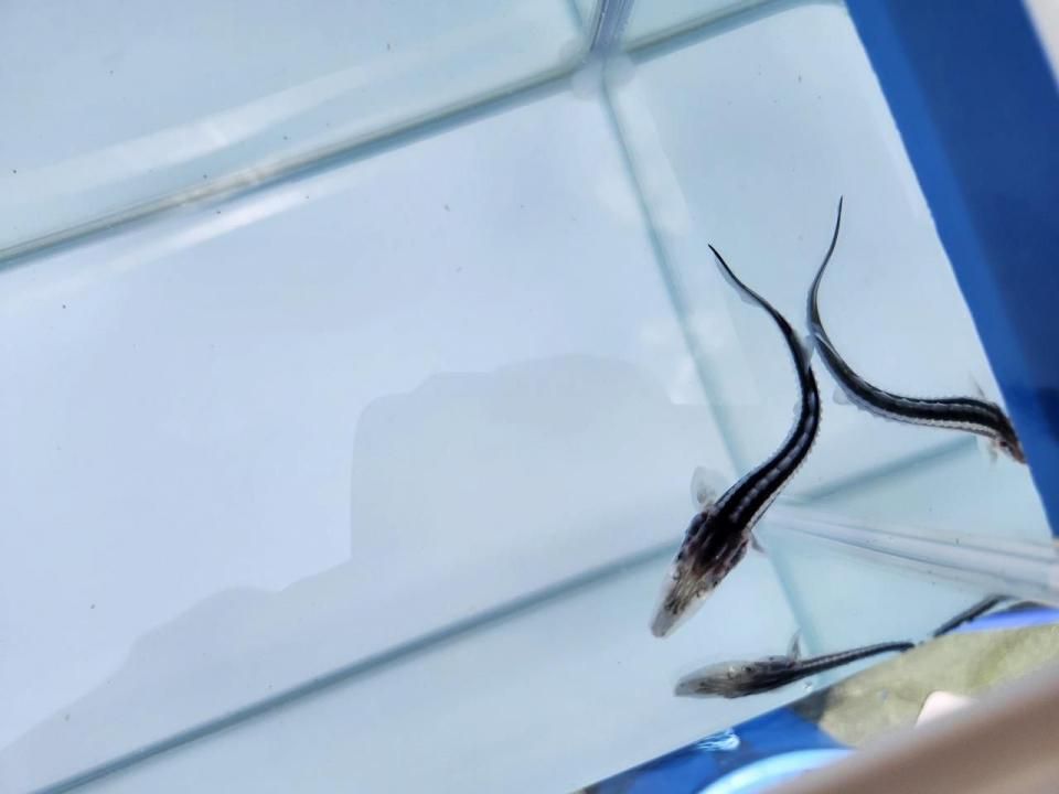  ۥ祦 10cm2025.08.25ߡ