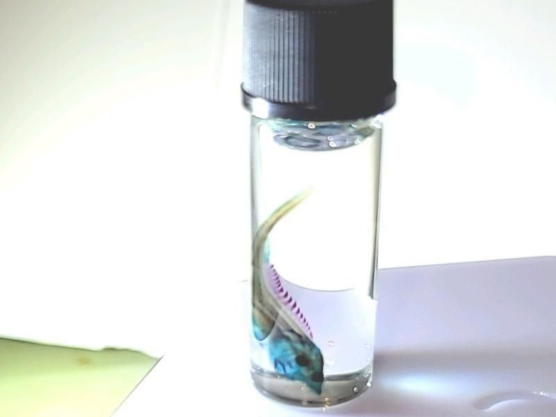 祦 Ʃɸ  H3.5cmB35-2025-001