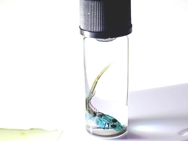 祦 Ʃɸ  H3.5cmB35-2025-001