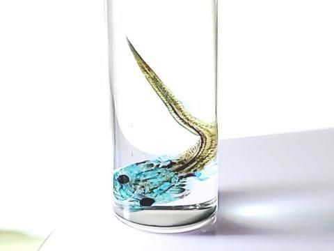 祦 Ʃɸ  H3.5cmB35-2025-001