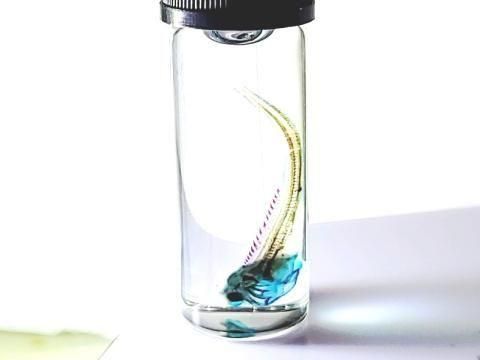 祦 Ʃɸ  H3.5cmB35-2025-001