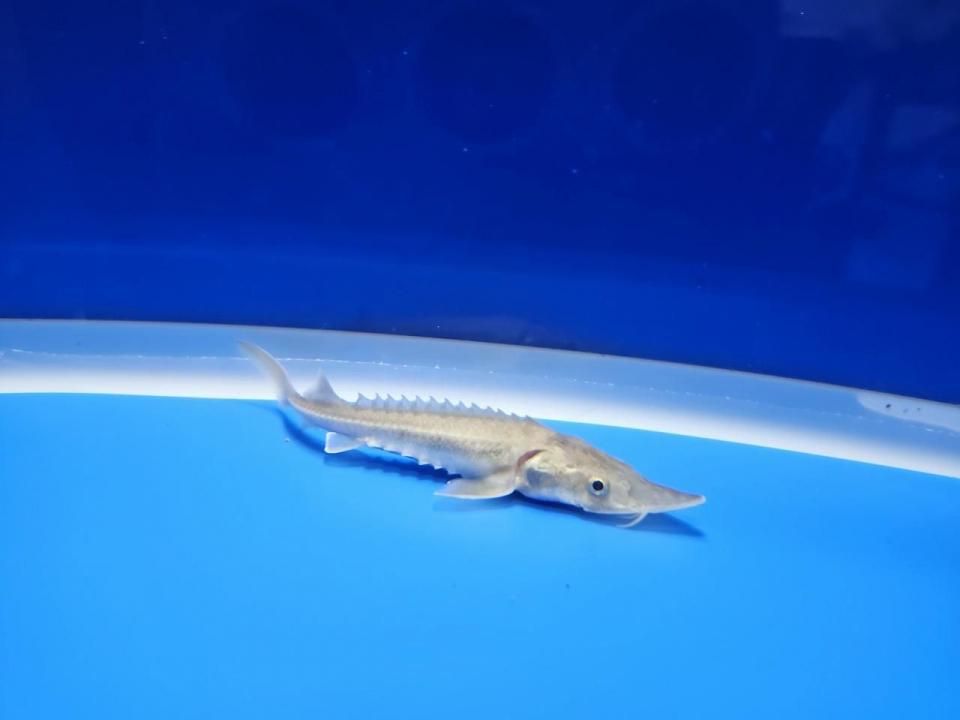 一点もの 訳あり個体 ハイブリッド(シベリアチョウザメ×アムールチョウザメ)9cm(2025.11.17現在)