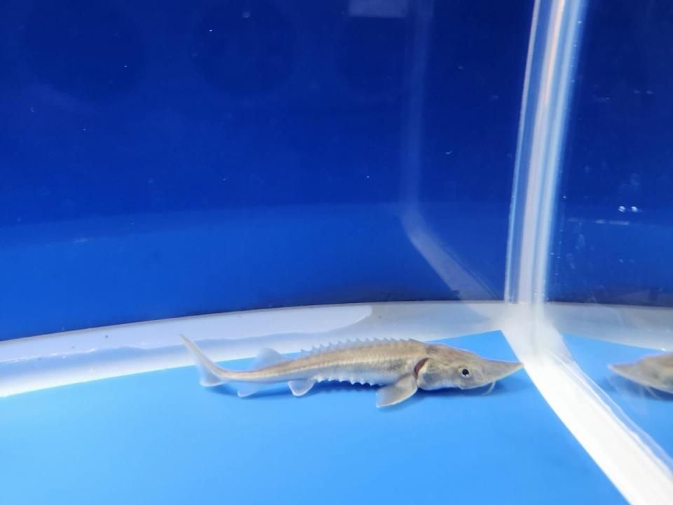 一点もの 訳あり個体 ハイブリッド(シベリアチョウザメ×アムールチョウザメ)9cm(2025.11.17現在)