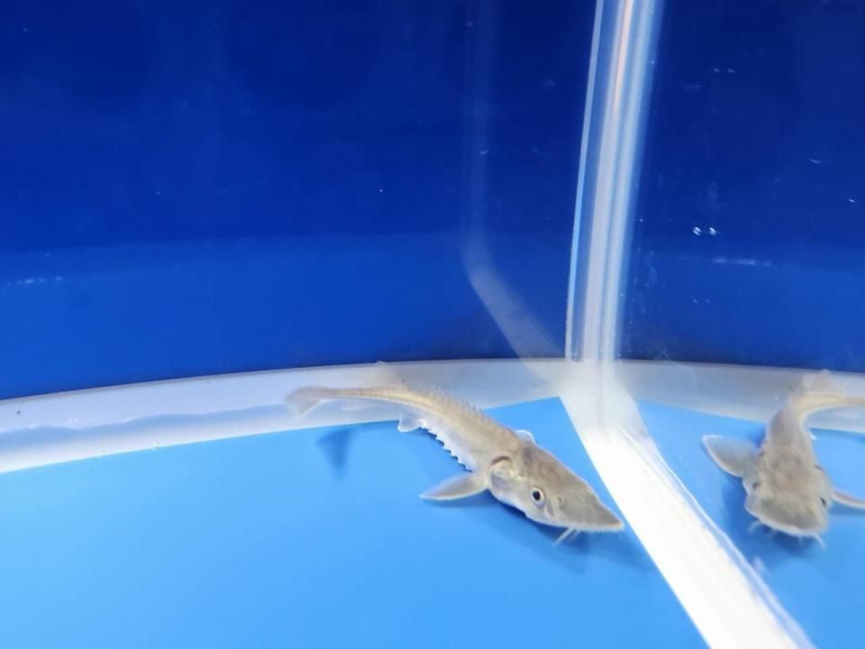 一点もの 訳あり個体 ハイブリッド(シベリアチョウザメ×アムールチョウザメ)9cm(2025.11.17現在)