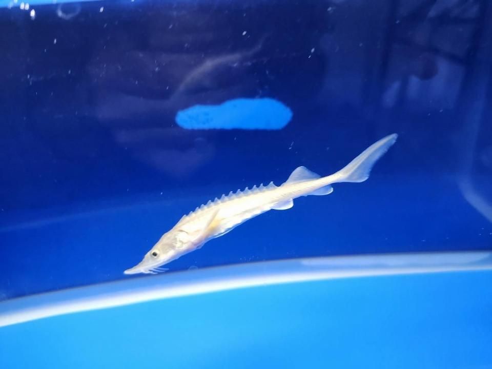 一点もの 訳あり個体 ハイブリッド(シベリアチョウザメ×アムールチョウザメ)9cm(2025.11.17現在)