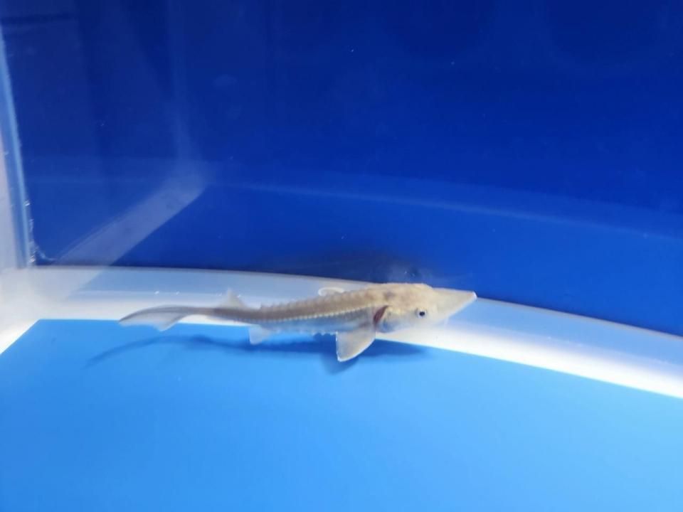 一点もの 訳あり個体 ハイブリッド(シベリアチョウザメ×アムールチョウザメ)9cm(2025.11.17現在)