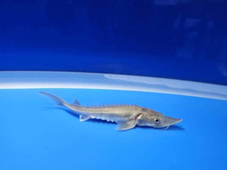 一点もの 訳あり個体 ハイブリッド(シベリアチョウザメ×アムールチョウザメ)9cm(2025.11.17現在)