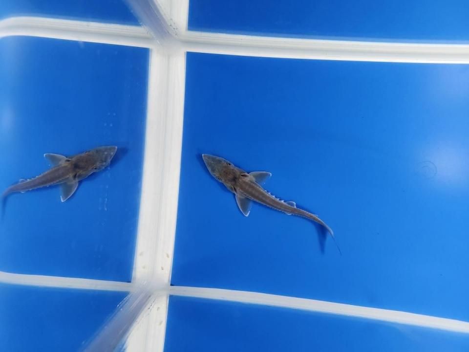 一点もの 訳あり個体 ハイブリッド(シベリアチョウザメ×アムールチョウザメ)9cm(2025.11.17現在)