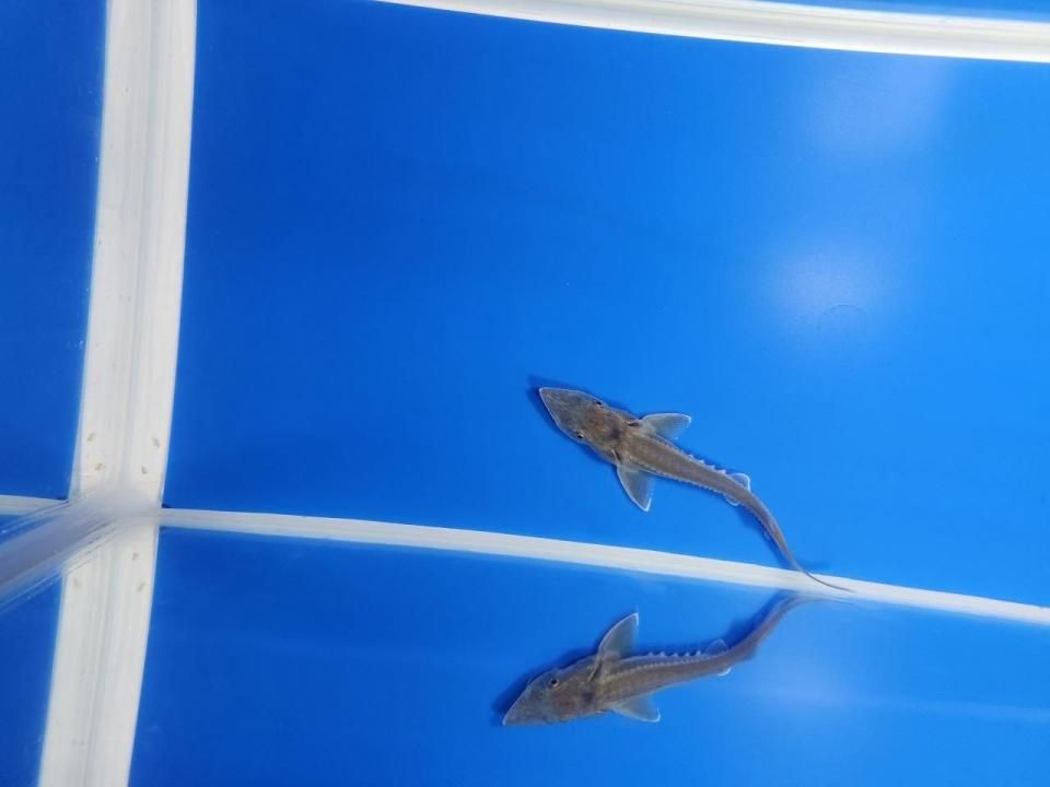 一点もの 訳あり個体 ハイブリッド(シベリアチョウザメ×アムールチョウザメ)9cm(2025.11.17現在)
