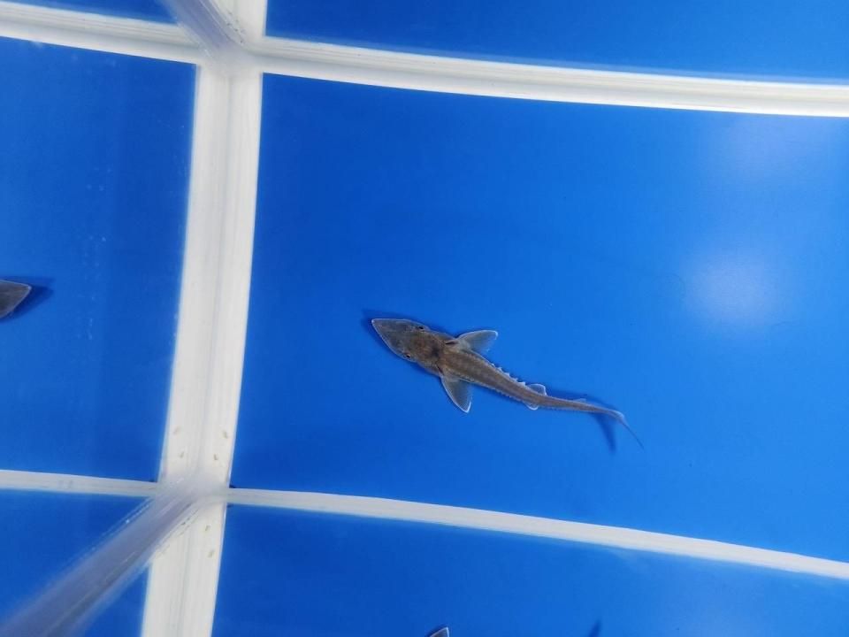 一点もの 訳あり個体 ハイブリッド(シベリアチョウザメ×アムールチョウザメ)9cm(2025.11.17現在)