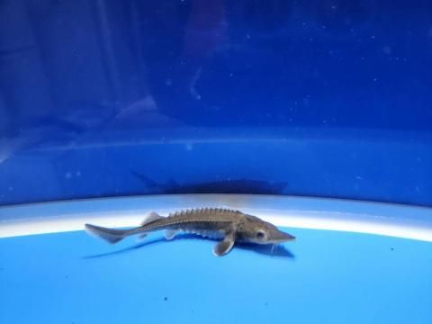   ϥ֥åɡʥ٥ꥢ祦ߥࡼ祦9cm2025.10.30ߡ