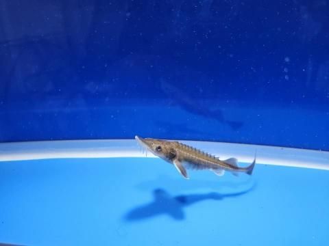   ϥ֥åɡʥ٥ꥢ祦ߥࡼ祦9cm2025.11.19ߡ