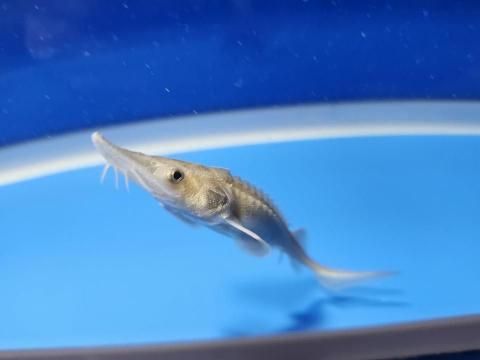   ϥ֥åɡʥ٥ꥢ祦ߥࡼ祦10cm2025.12.02ߡ