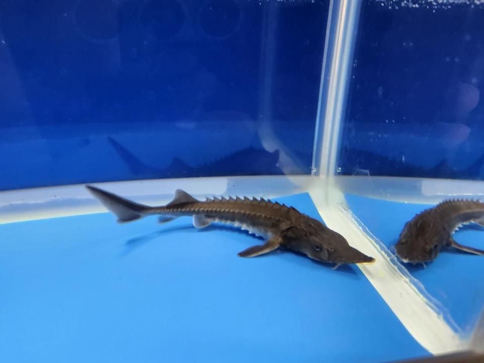 一点もの 訳あり個体 ハイブリッド(シベリアチョウザメ×アムールチョウザメ)12cm(2025.10.15現在)