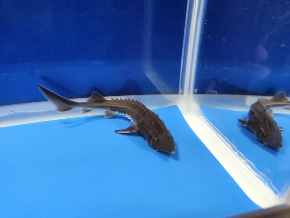 一点もの 訳あり個体 ハイブリッド(シベリアチョウザメ×アムールチョウザメ)12cm(2025.10.15現在)