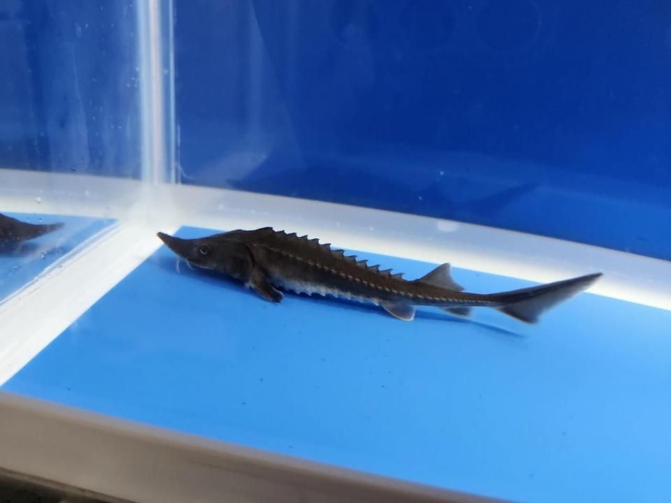 一点もの 訳あり個体 ハイブリッド(シベリアチョウザメ×アムールチョウザメ)12cm(2025.10.15現在)