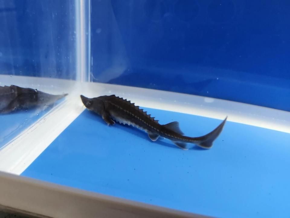 一点もの 訳あり個体 ハイブリッド(シベリアチョウザメ×アムールチョウザメ)12cm(2025.10.15現在)
