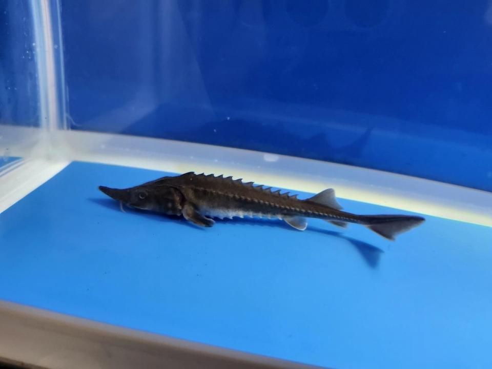 一点もの 訳あり個体 ハイブリッド(シベリアチョウザメ×アムールチョウザメ)12cm(2025.10.15現在)