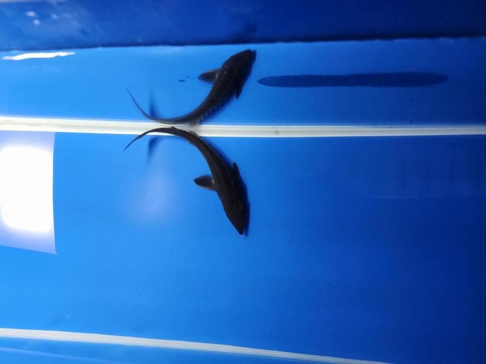一点もの 訳あり個体 ハイブリッド(シベリアチョウザメ×アムールチョウザメ)12cm(2025.10.15現在)