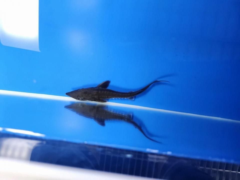 一点もの 訳あり個体 ハイブリッド(シベリアチョウザメ×アムールチョウザメ)12cm(2025.10.15現在)