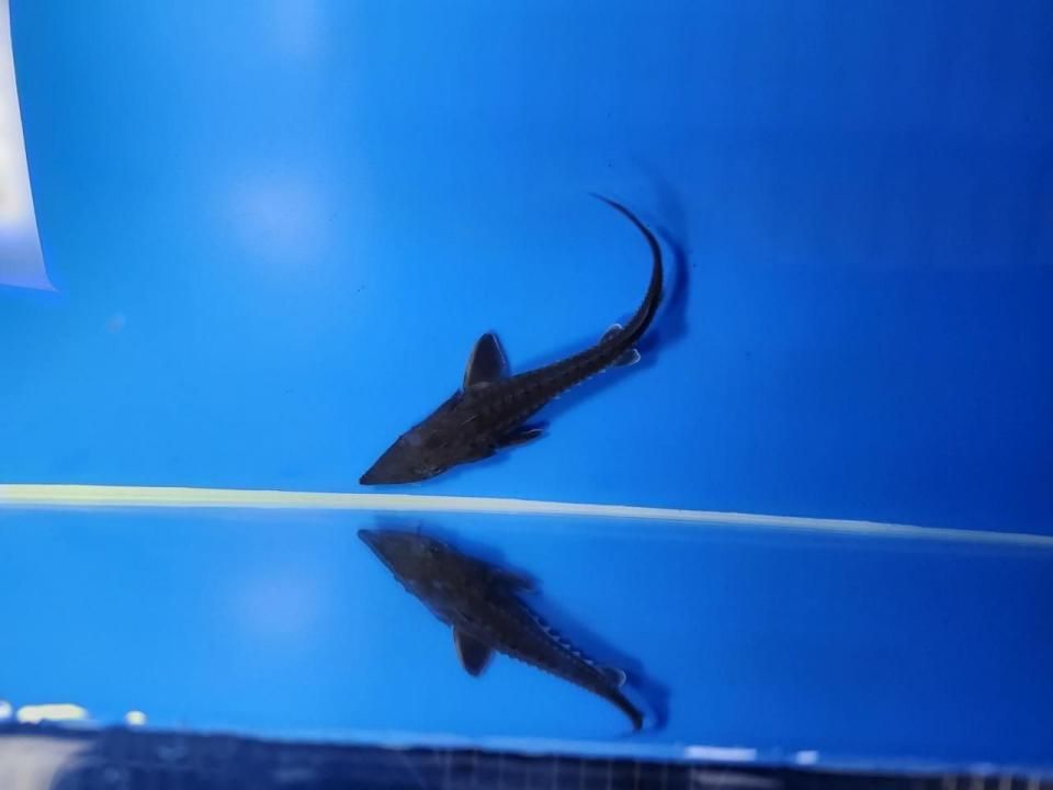 一点もの 訳あり個体 ハイブリッド(シベリアチョウザメ×アムールチョウザメ)12cm(2025.10.15現在)