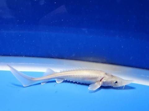   ϥ֥åɡʥ٥ꥢ祦ߥࡼ祦11cm2025.10.30ߡ