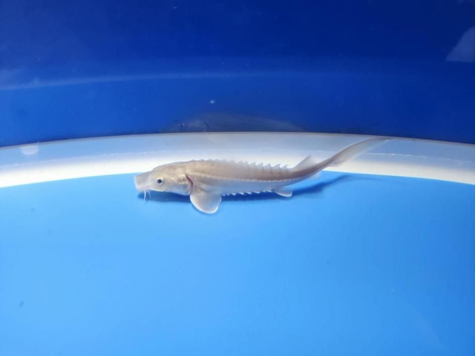 一点もの 訳あり個体 ハイブリッド(シベリアチョウザメ×シロチョウザメ)9cm(2025.10.15現在)