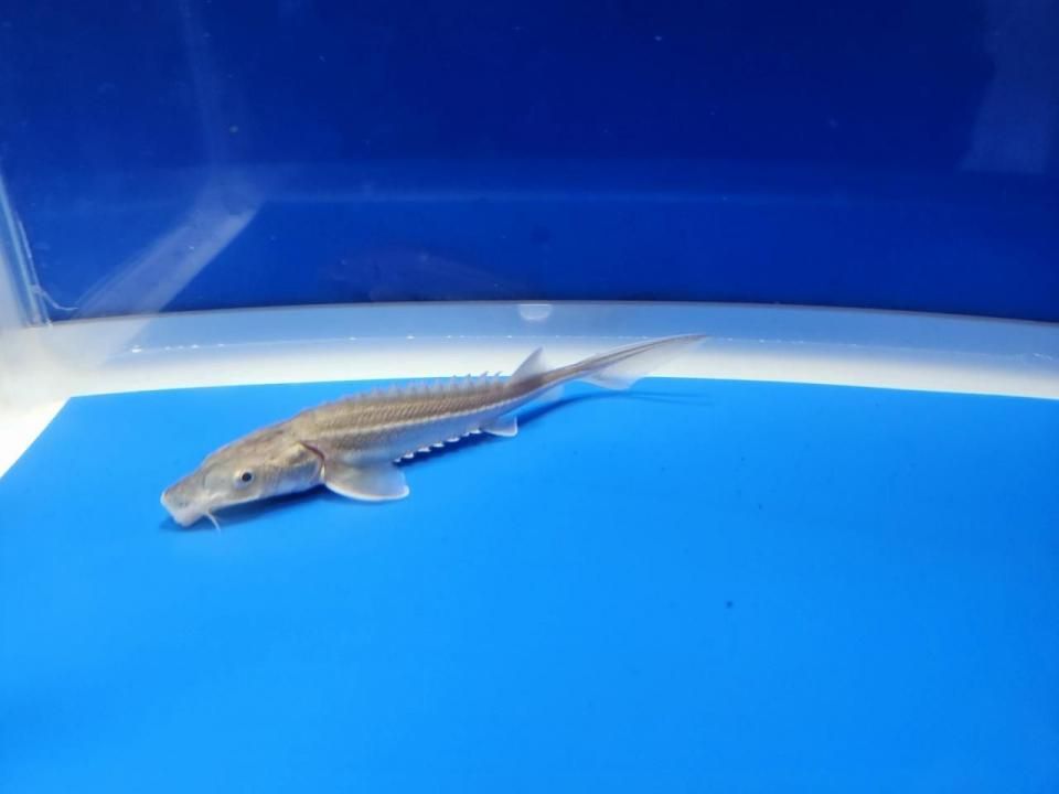 一点もの 訳あり個体 ハイブリッド(シベリアチョウザメ×シロチョウザメ)9cm(2025.10.15現在)
