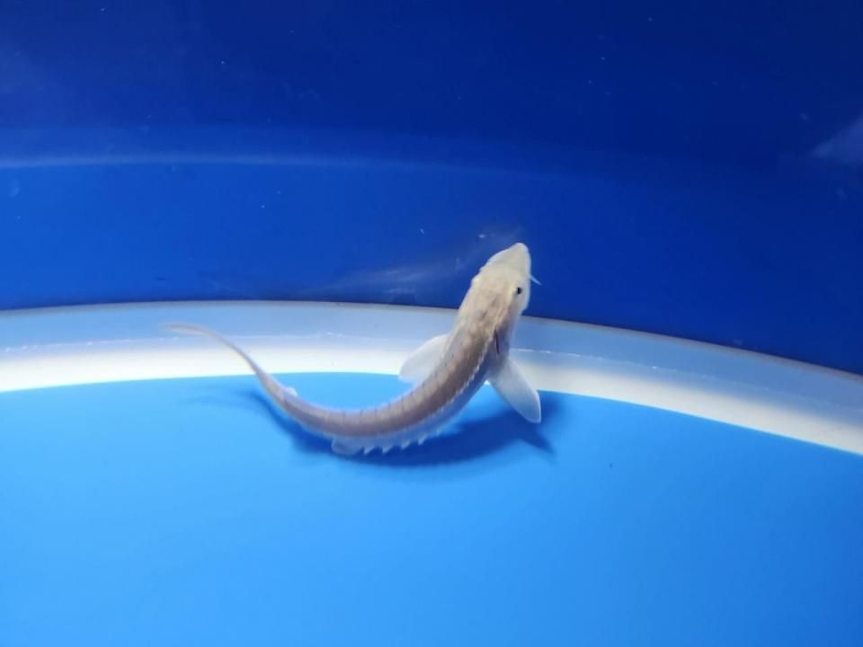 一点もの 訳あり個体 ハイブリッド(シベリアチョウザメ×シロチョウザメ)9cm(2025.10.15現在)