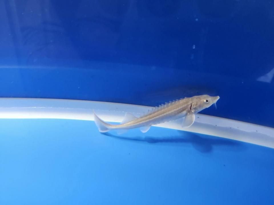 一点もの 訳あり個体 ハイブリッド(シベリアチョウザメ×シロチョウザメ)9cm(2025.10.15現在)