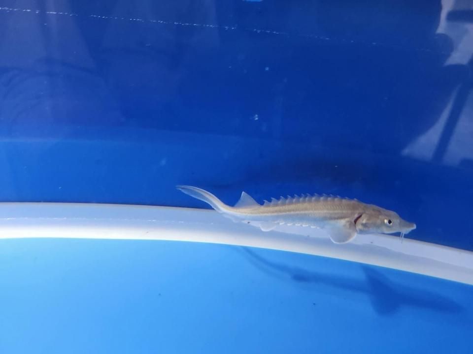 一点もの 訳あり個体 ハイブリッド(シベリアチョウザメ×シロチョウザメ)9cm(2025.10.15現在)