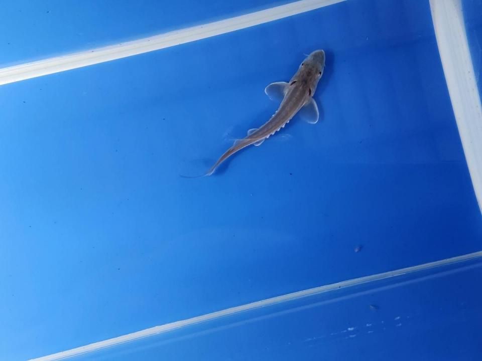 一点もの 訳あり個体 ハイブリッド(シベリアチョウザメ×シロチョウザメ)9cm(2025.10.15現在)