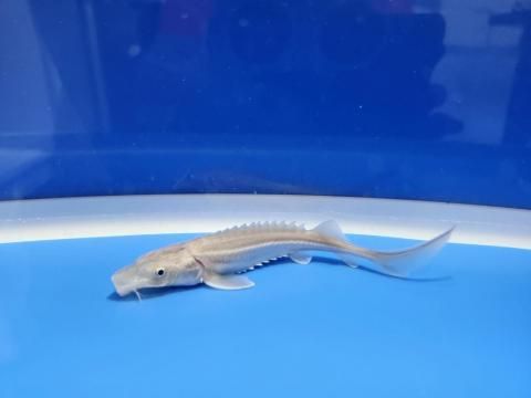   ϥ֥åɡʥ٥ꥢ祦ߥ祦9cm2025.10.27ߡ