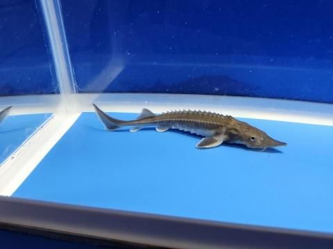   ϥ֥åɡʥ٥ꥢ祦ߥࡼ祦11cm2025.11.15ߡ