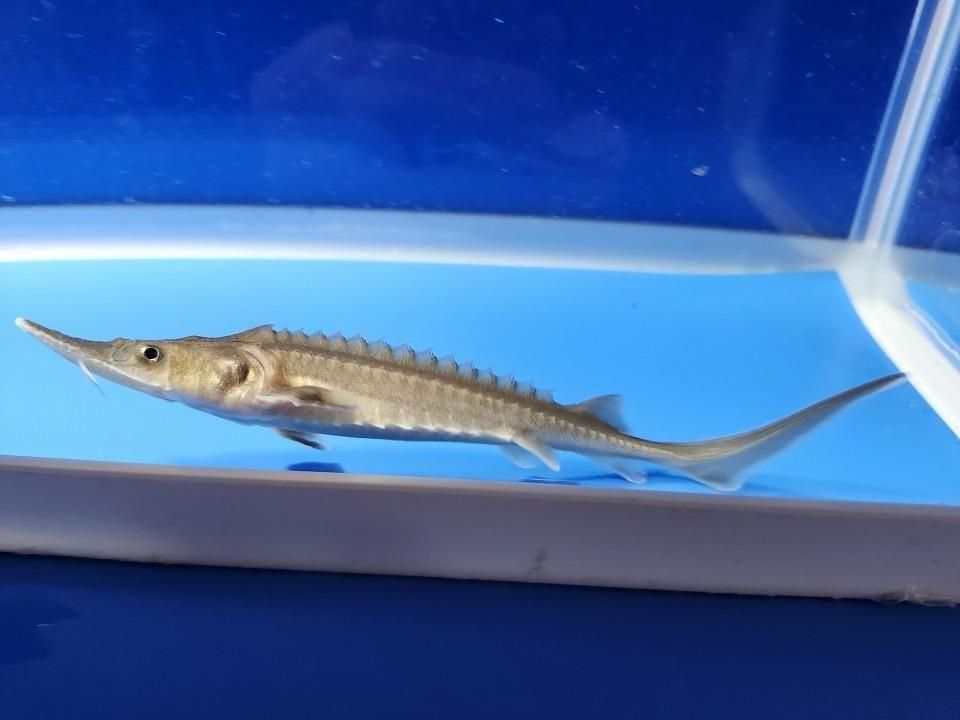   ϥ֥åɡʥ٥ꥢ祦ߥࡼ祦12cm2025.11.15ߡ