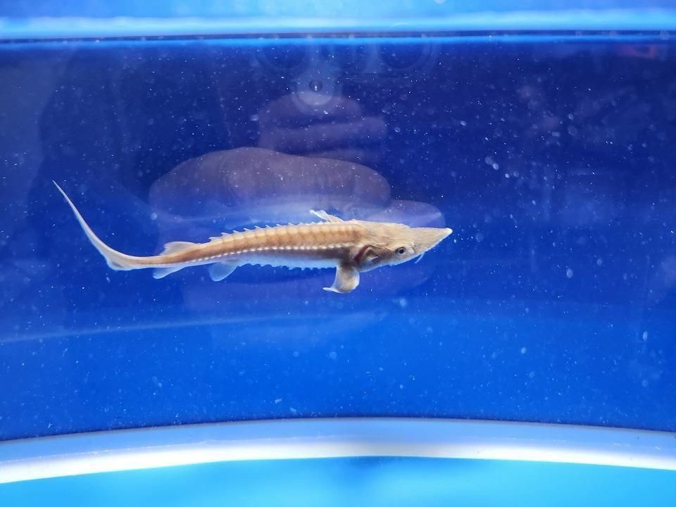   ϥ֥åɡʥ٥ꥢ祦ߥࡼ祦12cm2025.11.15ߡ