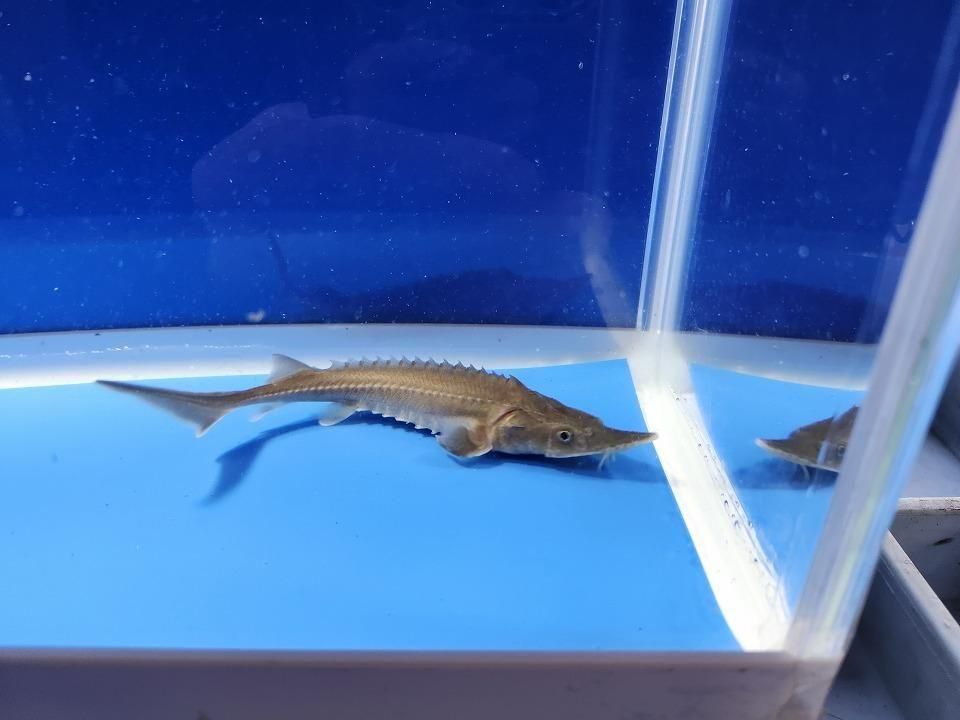   ϥ֥åɡʥ٥ꥢ祦ߥࡼ祦12cm2025.11.15ߡ