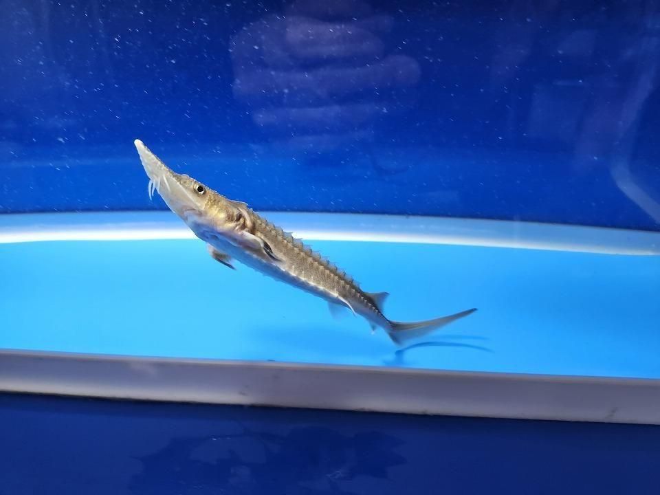   ϥ֥åɡʥ٥ꥢ祦ߥࡼ祦12cm2025.11.15ߡ