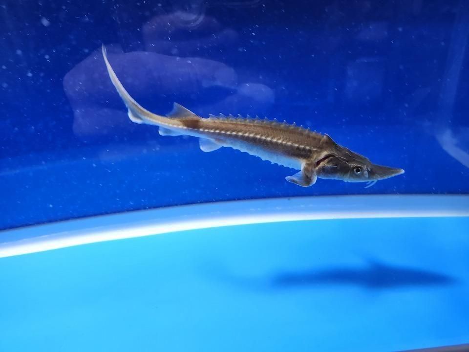   ϥ֥åɡʥ٥ꥢ祦ߥࡼ祦12cm2025.11.15ߡ