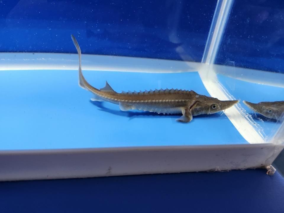   ϥ֥åɡʥ٥ꥢ祦ߥࡼ祦12cm2025.11.15ߡ