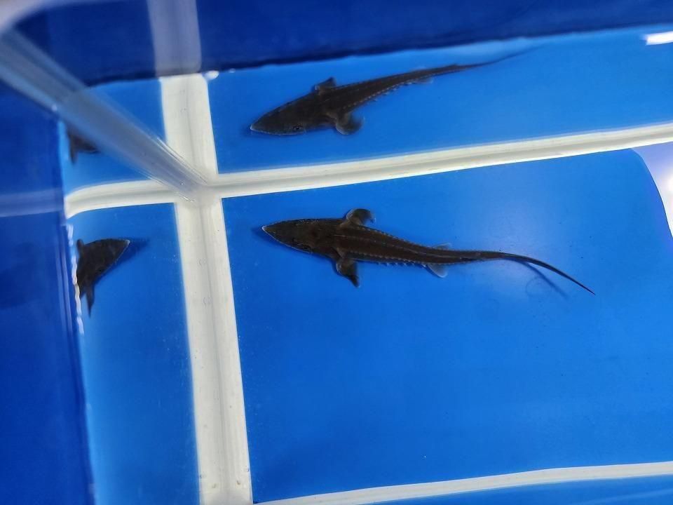   ϥ֥åɡʥ٥ꥢ祦ߥࡼ祦12cm2025.11.15ߡ