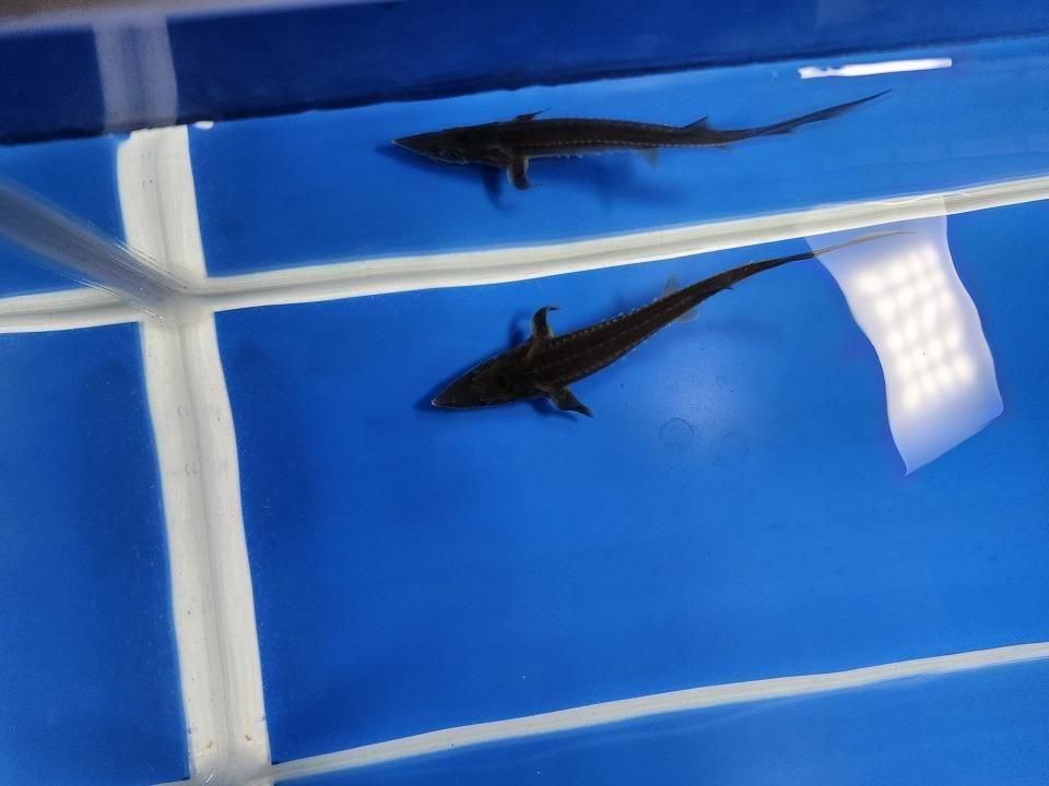   ϥ֥åɡʥ٥ꥢ祦ߥࡼ祦12cm2025.11.15ߡ