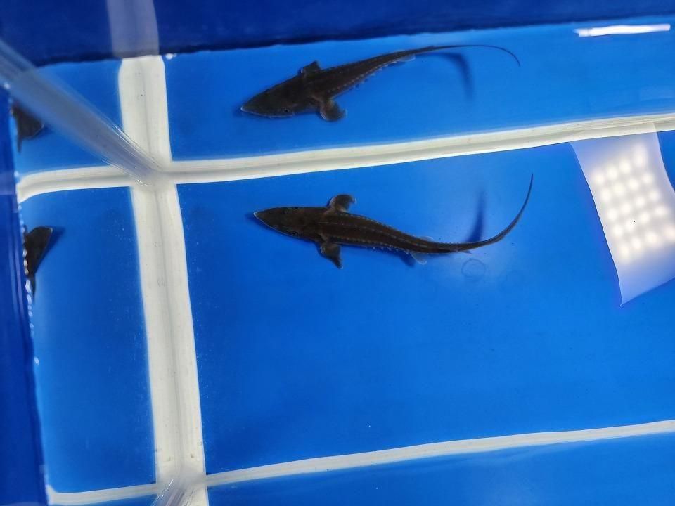   ϥ֥åɡʥ٥ꥢ祦ߥࡼ祦12cm2025.11.15ߡ