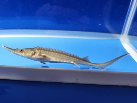   ϥ֥åɡʥ٥ꥢ祦ߥࡼ祦12cm2025.11.15ߡ