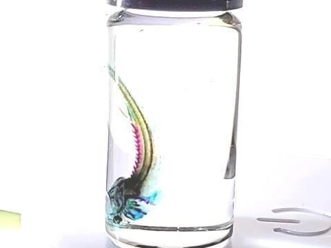 祦 Ʃɸ  H4.0cmB40-2025-001