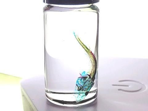 祦 Ʃɸ  H4.0cmB40-2025-001