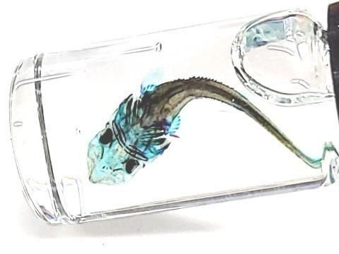 祦 Ʃɸ  H4.0cmB40-2025-001