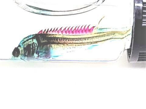 祦 Ʃɸ  H4.0cmB40-2025-001